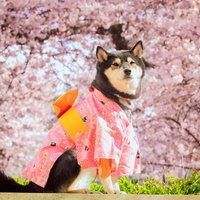 Cherry Blossoms 2018 Thumbnail